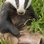 Badger