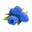 RaspberryBlue