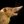 H. S. Paradoxus