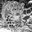 Snow_Leopard