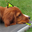 Jethro